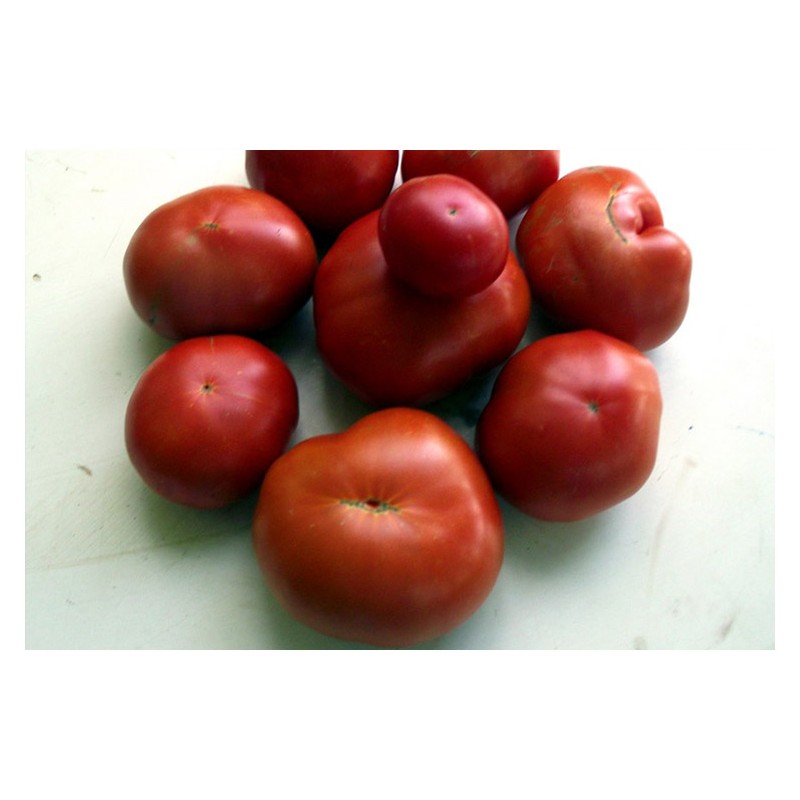 Tomate Marmande variété ancienne semences biologiques