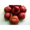 Tomate Marmande variété ancienne semences biologiques