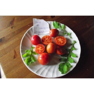 Tomate Olirose de Saint Domingue