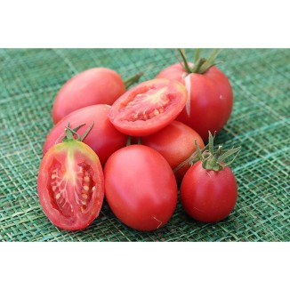 Tomate Olirose de Saint Domingue