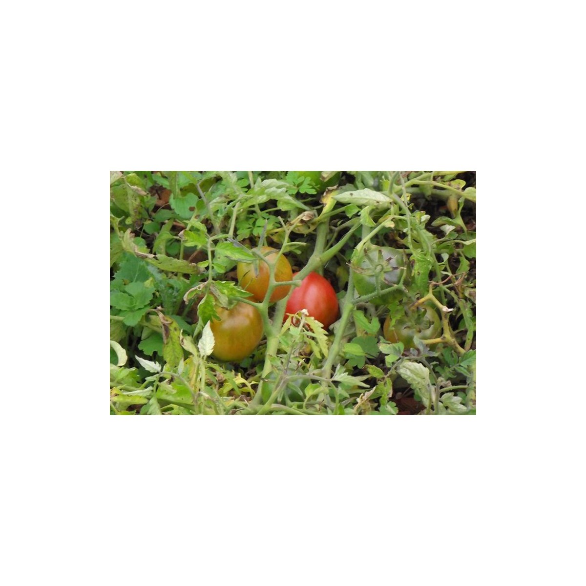 Tomate Olirose de Saint-Domingue : variété ancienne bio, goût unique