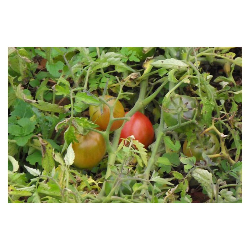 Tomate Olirose de Saint-Domingue : variété ancienne bio, goût unique