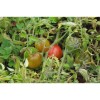Tomate Olirose de Saint-Domingue : variété ancienne bio, goût unique