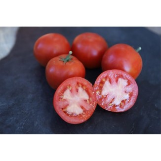 Semences de tomate Petit Arbre pousse comme un arbuste