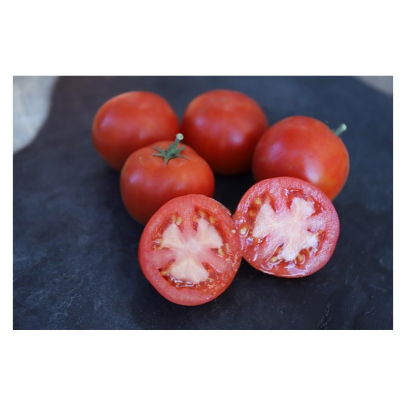 SELECTION DE 5 SEMENCES TOMATES RESISTANCE SECHERESSE