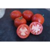 Semences de tomate Petit Arbre pousse comme un arbuste