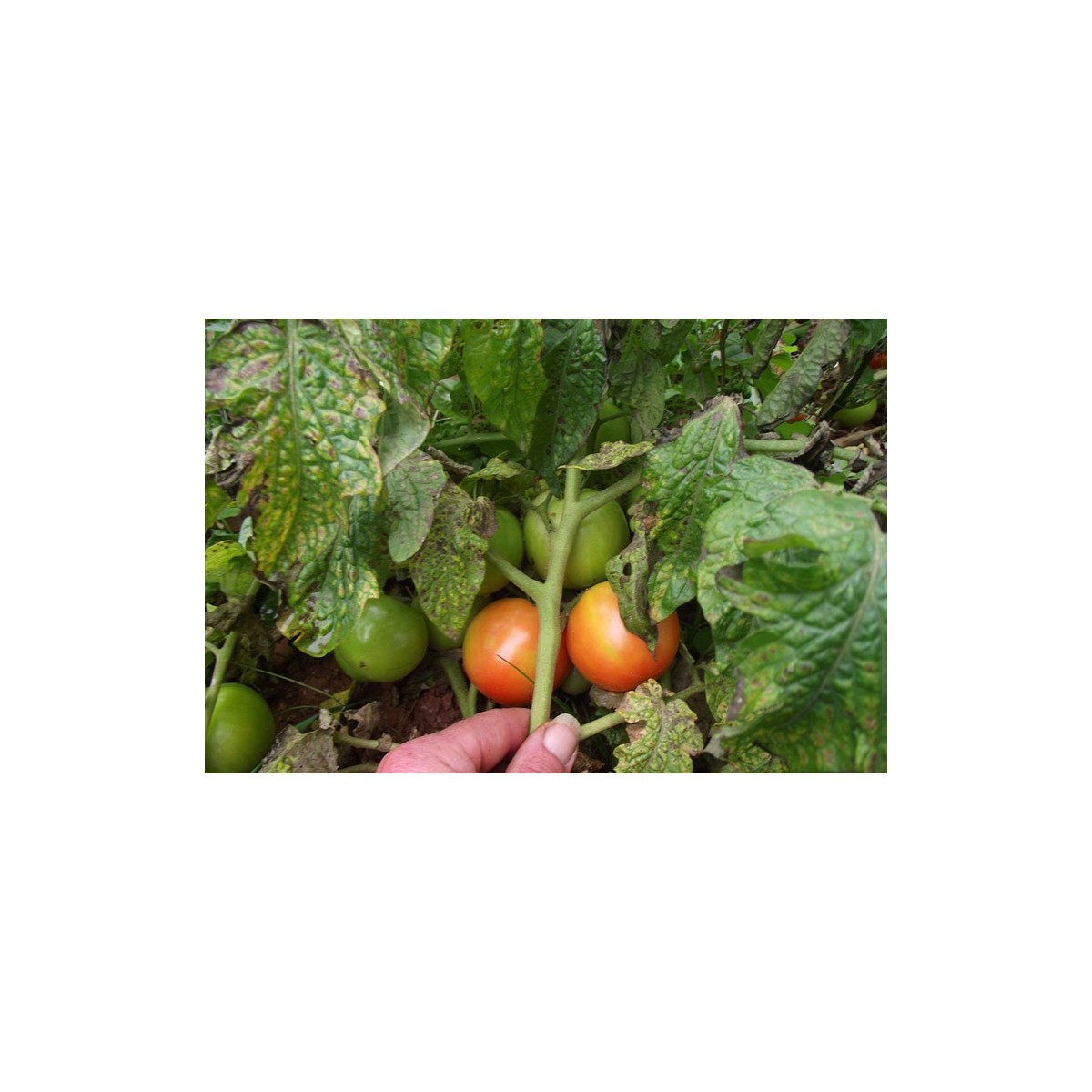 Semences de tomate Petit Arbre pousse comme un arbuste