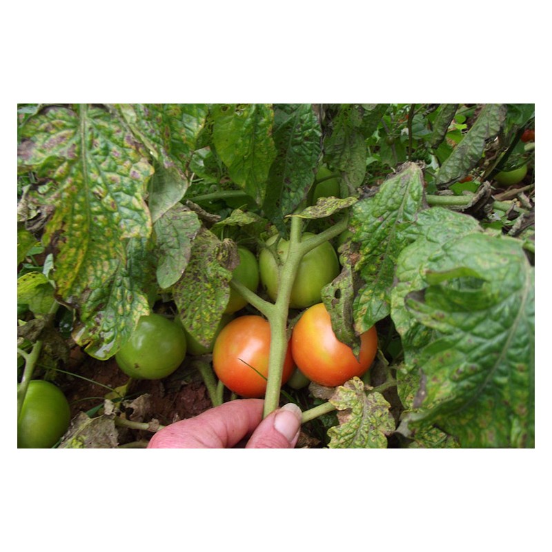 Semences de tomate Petit Arbre pousse comme un arbuste