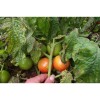 Semences de tomate Petit Arbre pousse comme un arbuste