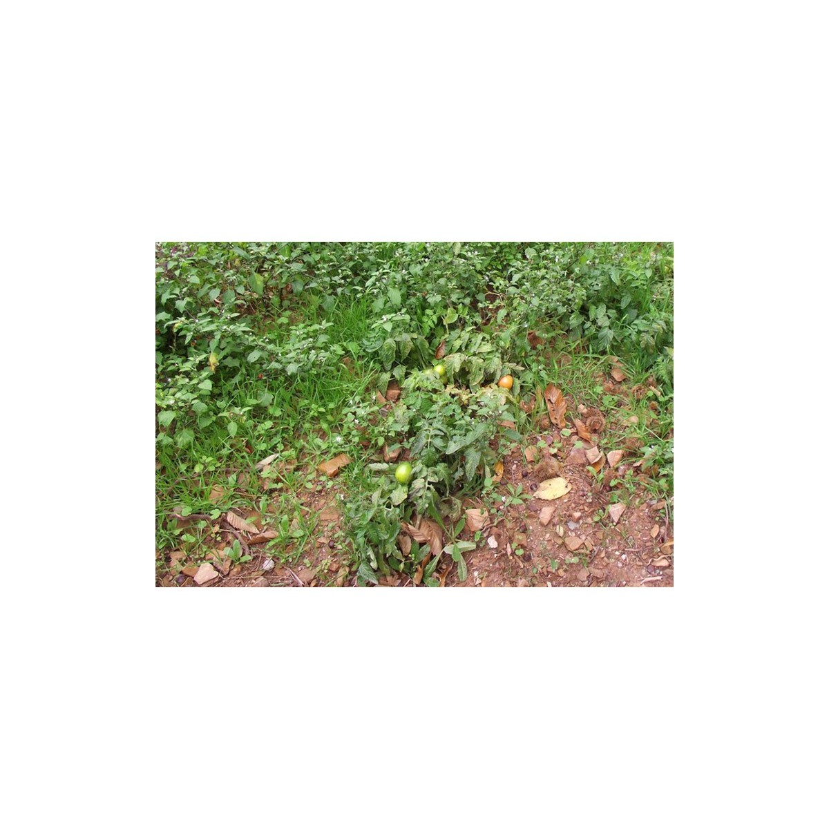 Semences de tomate Petit Arbre pousse comme un arbuste