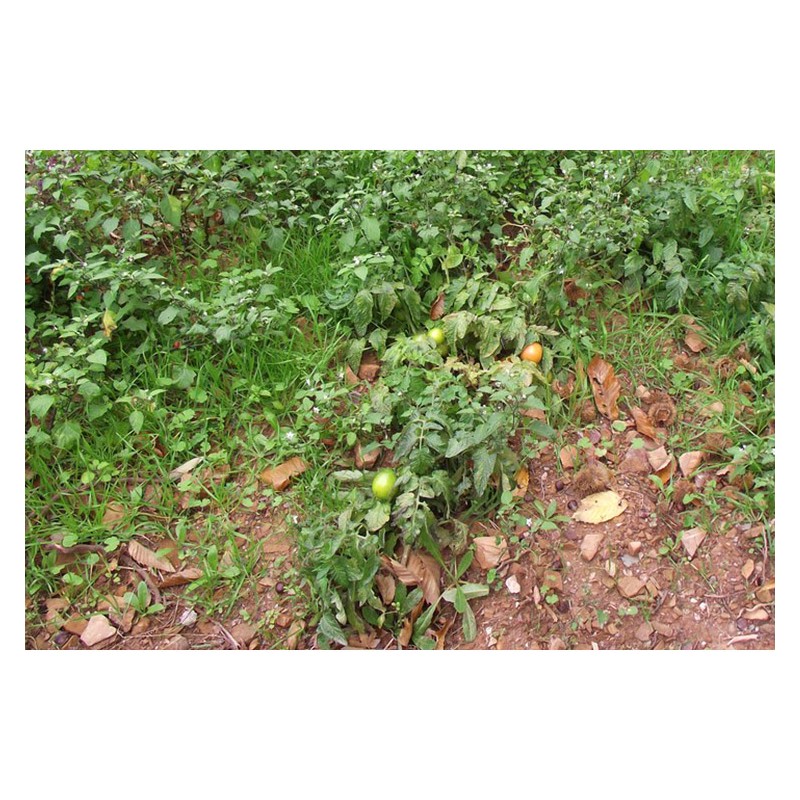 Semences de tomate Petit Arbre pousse comme un arbuste