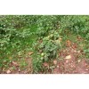 Semences de tomate Petit Arbre pousse comme un arbuste