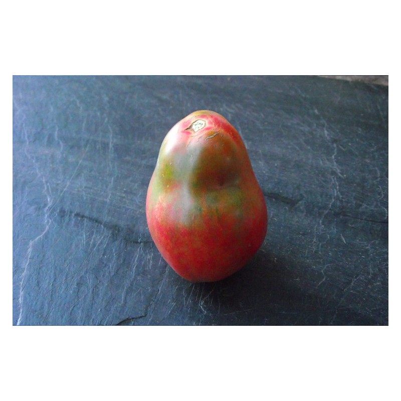 Semences de tomate bio Poire de Nouvelle Zélande