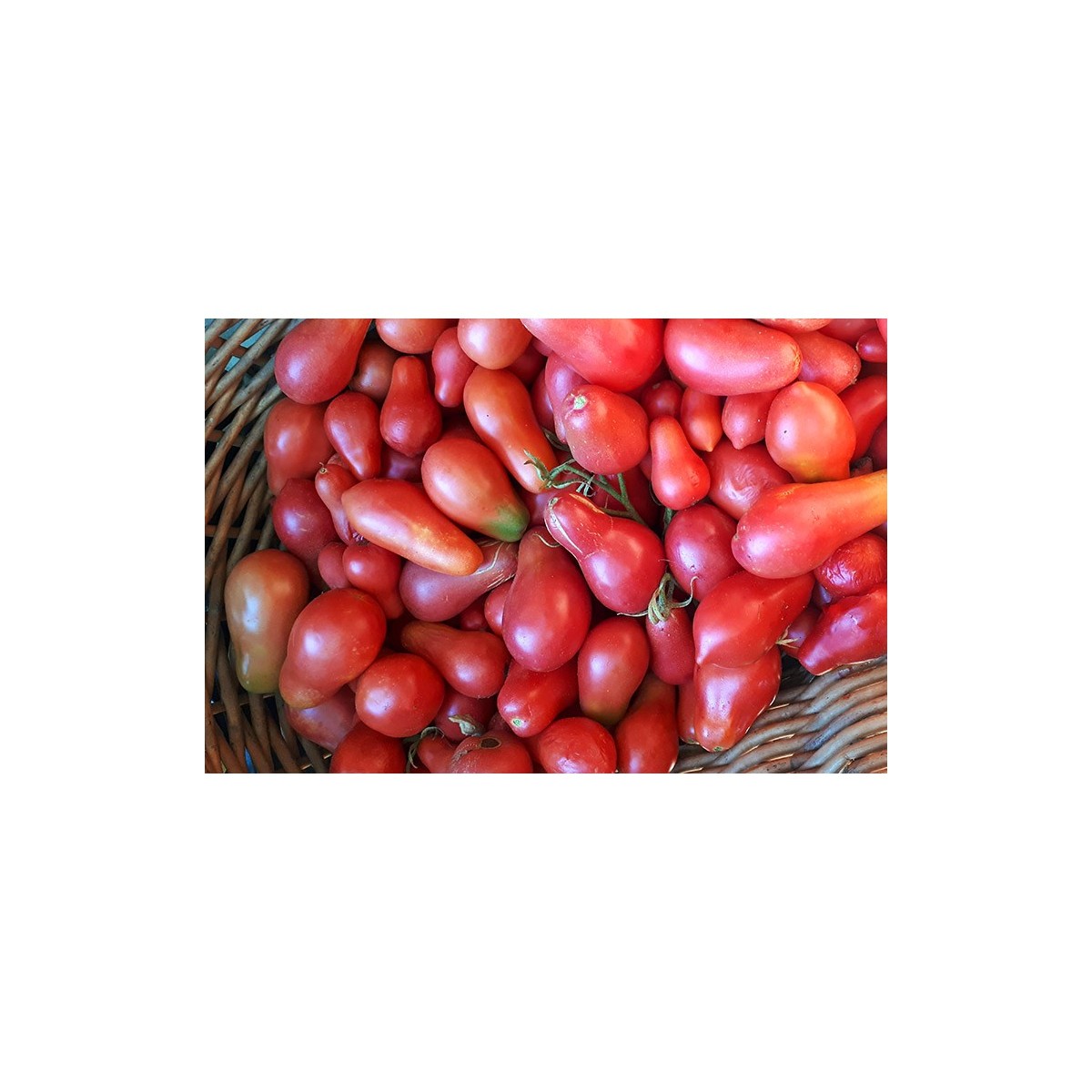 Semences de tomate bio Poire de Nouvelle Zélande