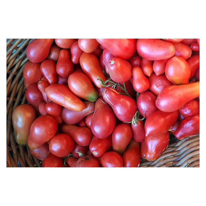Semences de tomate bio Poire de Nouvelle Zélande