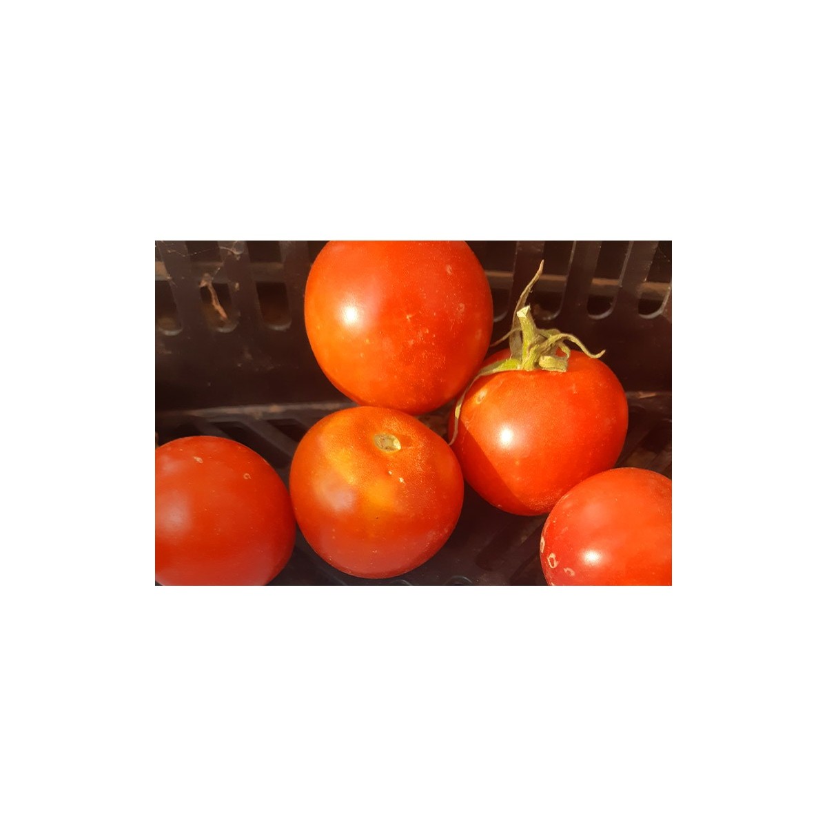 Tomate Pomme d'Amour