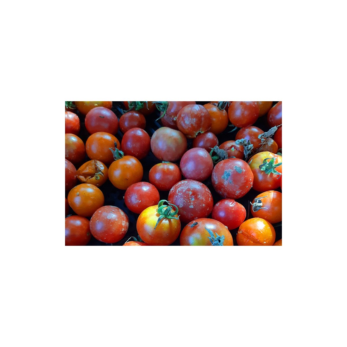 Semences de tomate Pomme d'amour, très originale et belle.