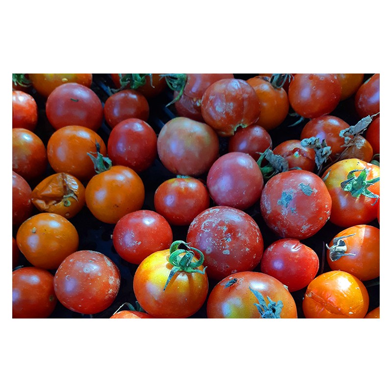 Semences de tomate Pomme d'amour, très originale et belle.