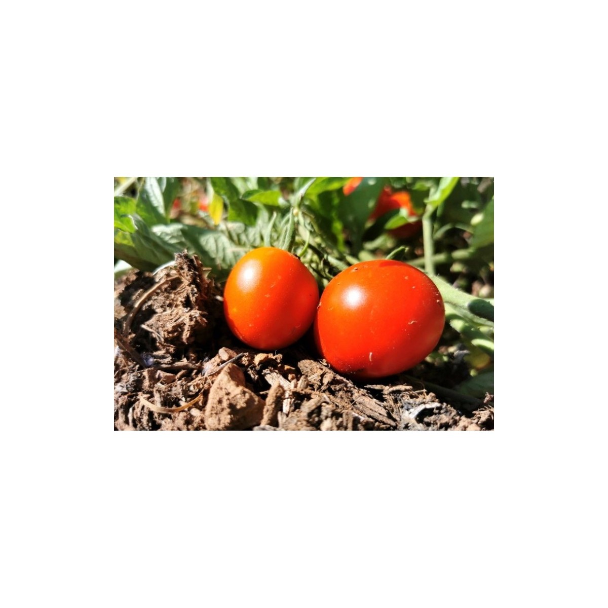 Tomate Précoce de Quimper