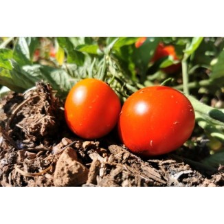 Tomate Précoce de Quimper