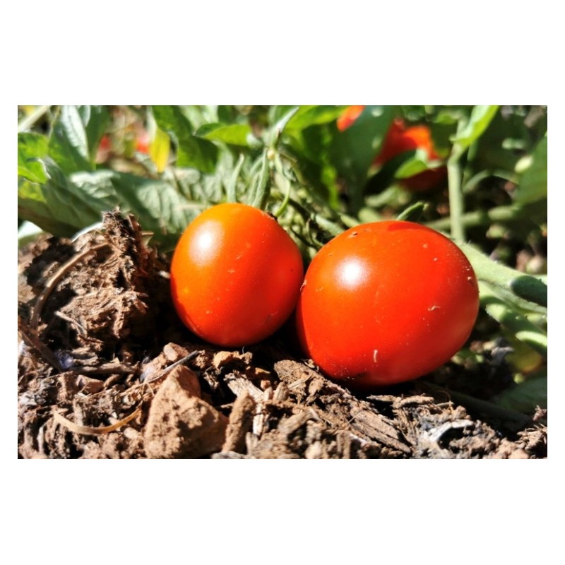 La Pousse Verte - Graines de Tomate cerise robin rouge en sachet