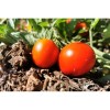 Tomate Précoce de Quimper