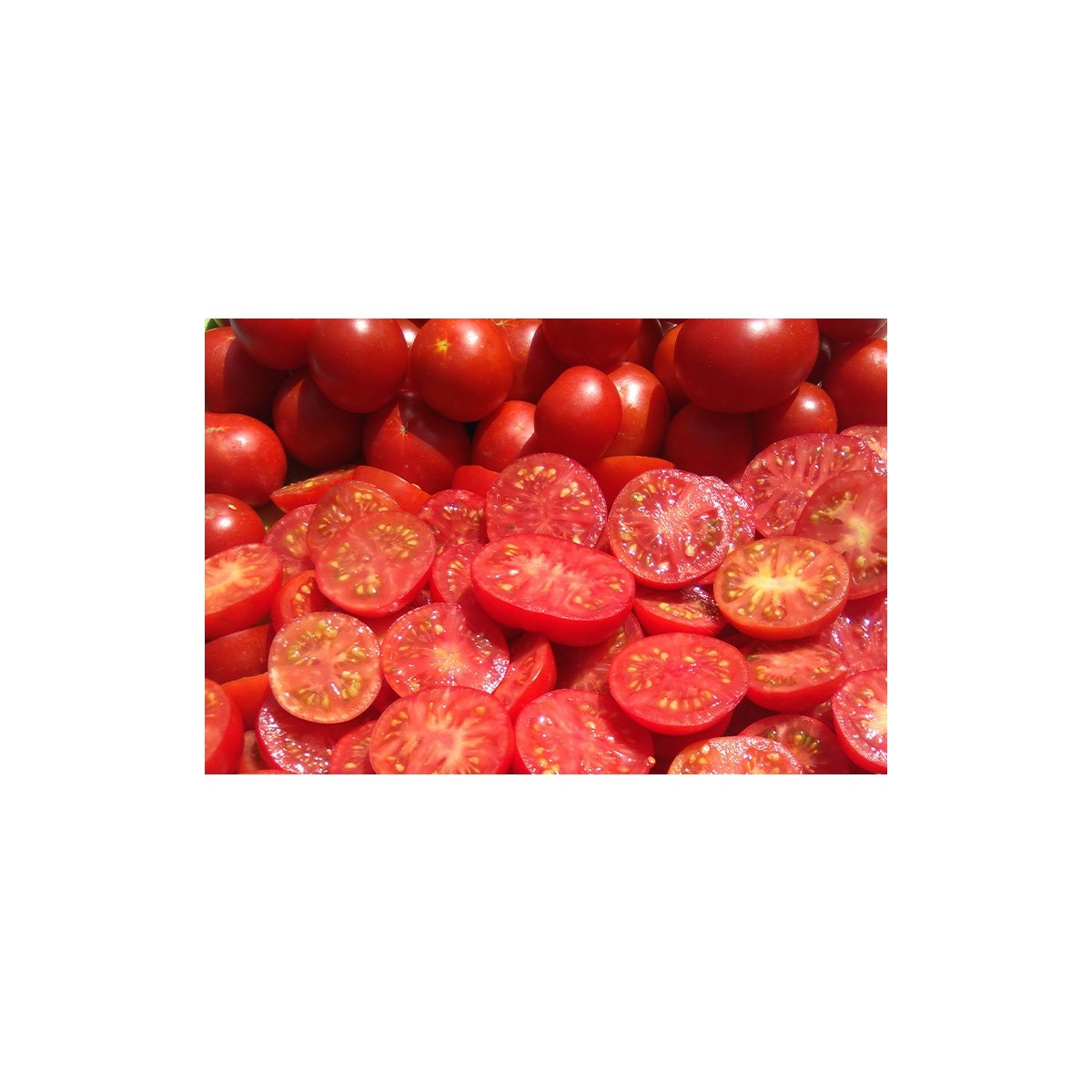 Tomate Précoce de Quimper semences biologiques Pascal Poot