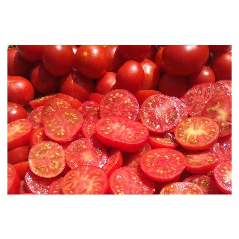 Tomate Précoce de Quimper semences biologiques Pascal Poot