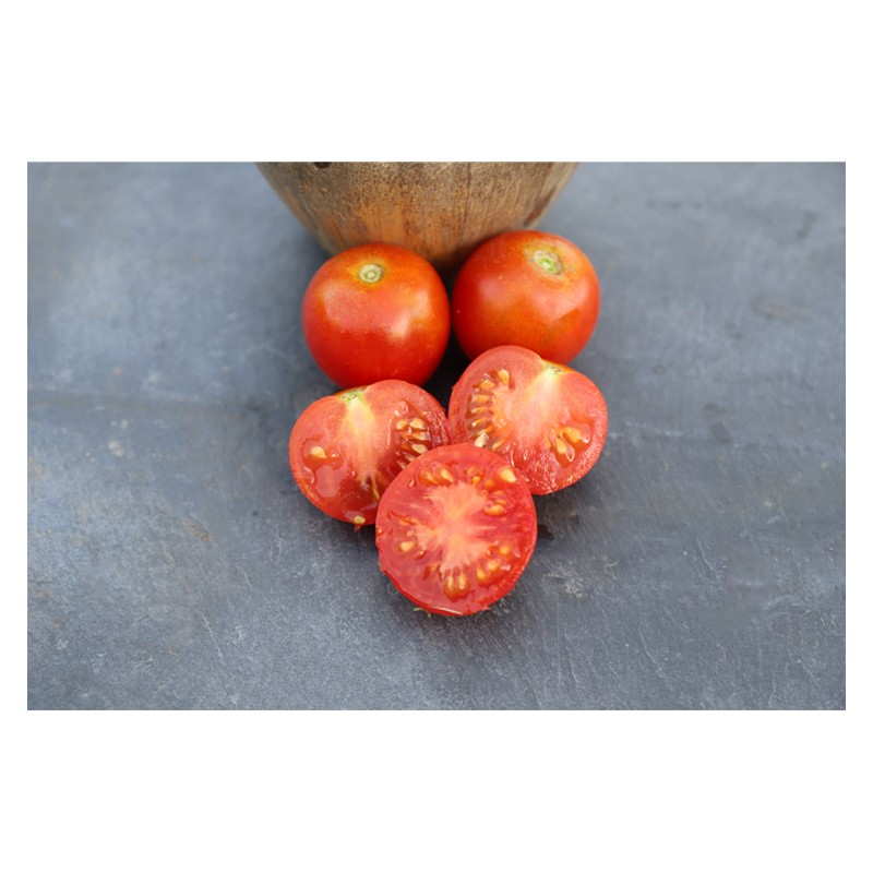 Tomate Précoce de Quimper semences biologiques Pascal Poot
