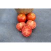 Tomate Précoce de Quimper semences biologiques Pascal Poot