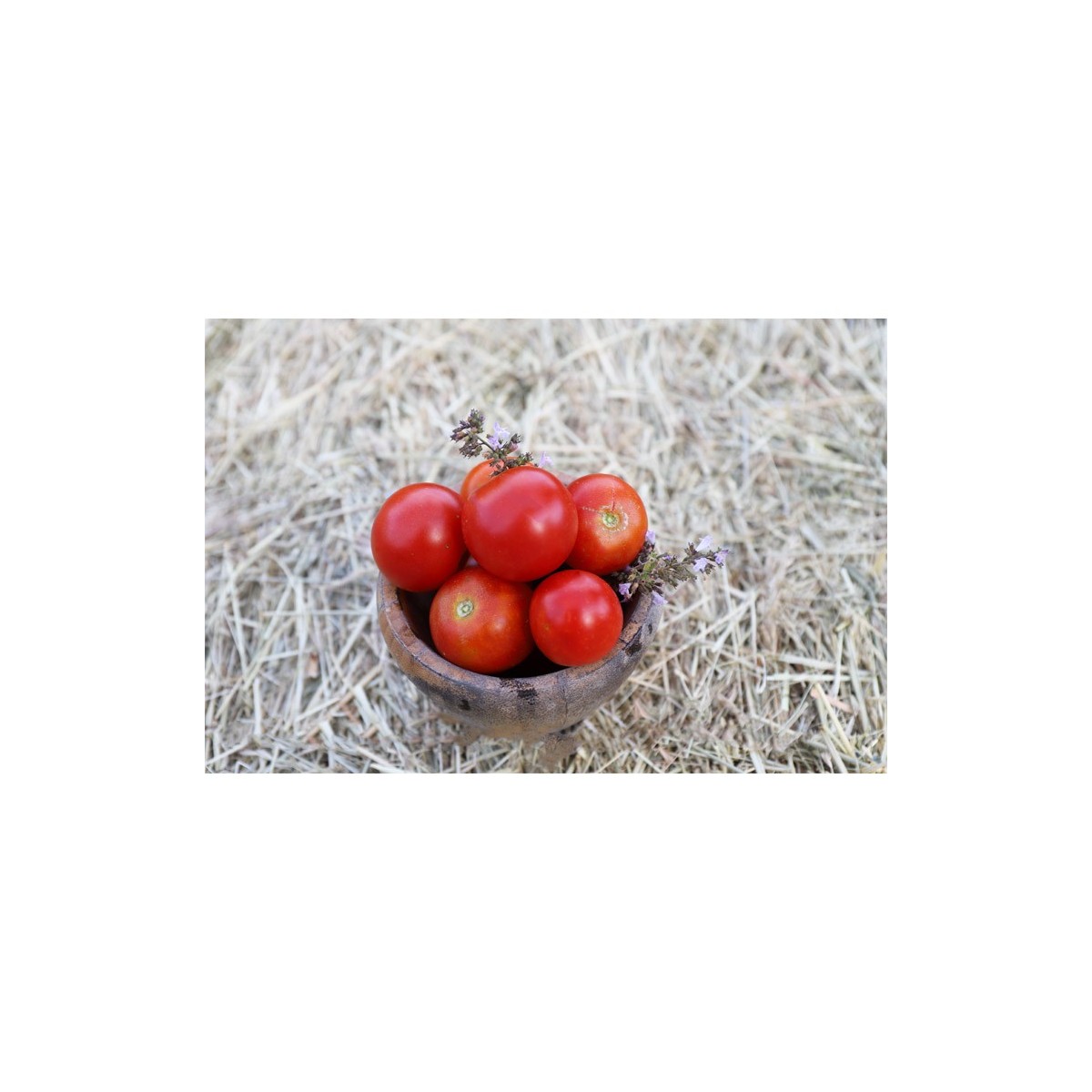 Tomate Précoce de Quimper semences biologiques Pascal Poot