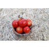 Tomate Précoce de Quimper semences biologiques Pascal Poot