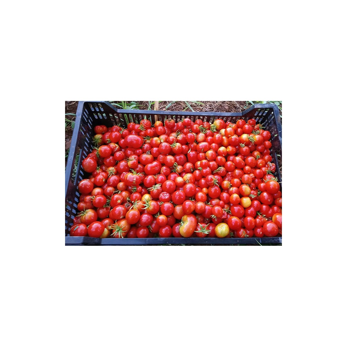 Tomate Précoce de Quimper semences biologiques Pascal Poot