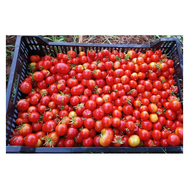 Tomate Précoce de Quimper semences biologiques Pascal Poot