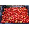 Tomate Précoce de Quimper semences biologiques Pascal Poot