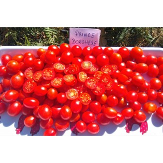 Tomate Prince Borghèse. Semences biologiques.