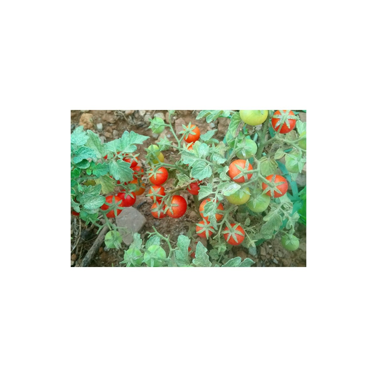 Tomate Robin idéale pour la culture en pot. Semences biologiques.