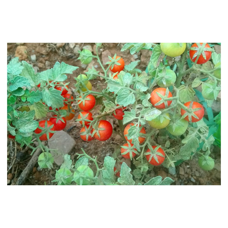 Tomate Robin idéale pour la culture en pot. Semences biologiques.