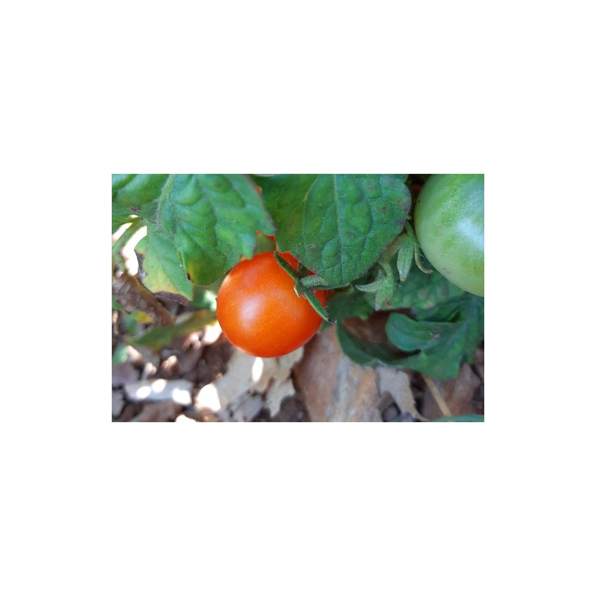 Tomate Robin