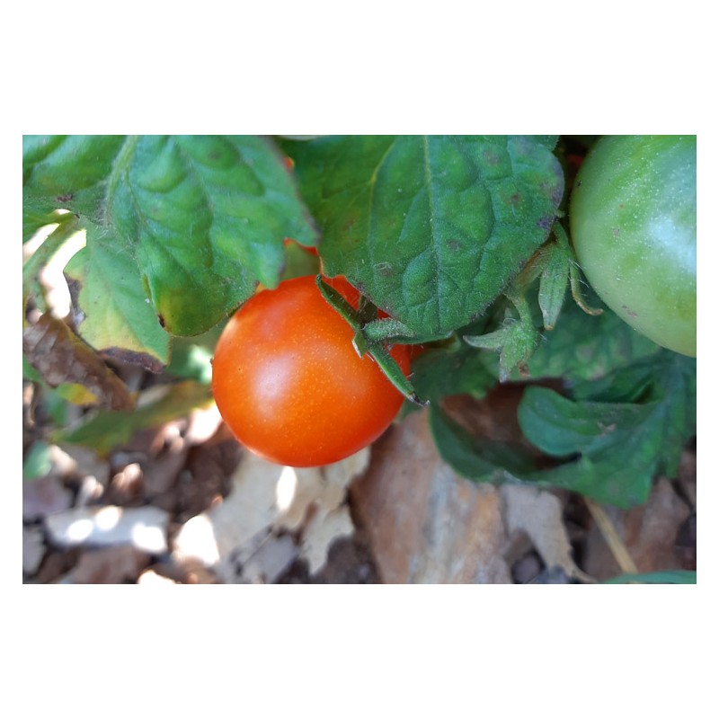 Plant NAIN Semences Tomates Red Robin, Tomates Cerises, Semences