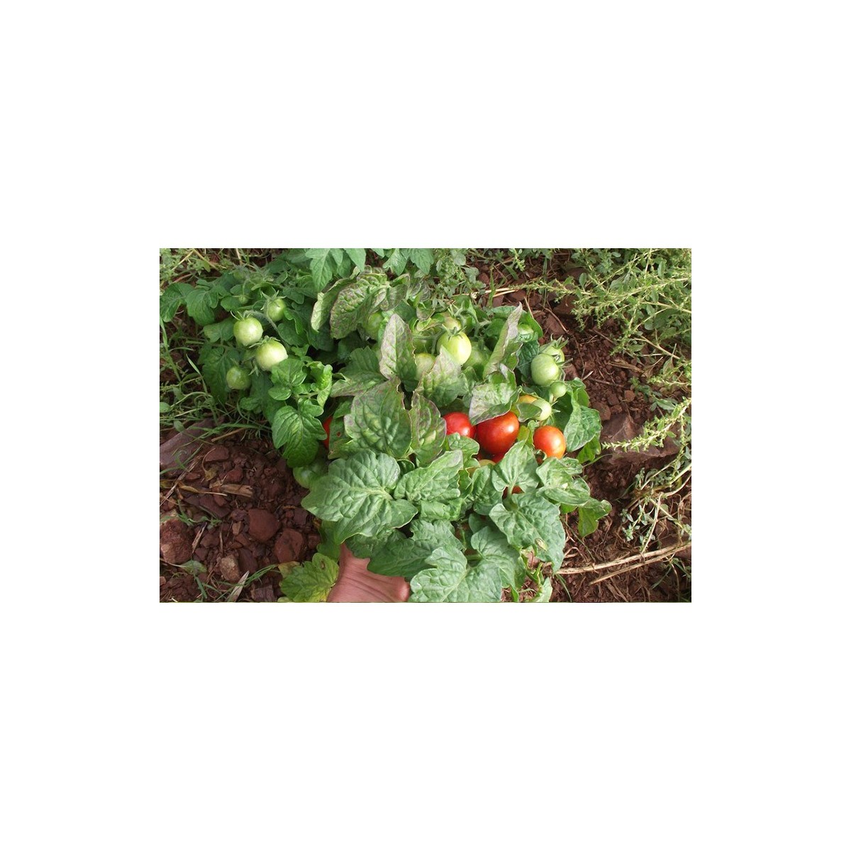 Tomate Robin idéale pour la culture en pot. Semences biologiques.