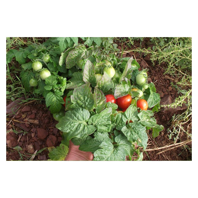 Tomate Robin idéale pour la culture en pot. Semences biologiques.
