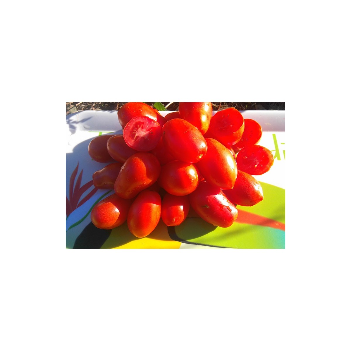 Tomate Roma semences bio variété ancienne