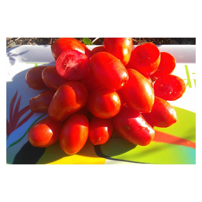 Tomate Roma semences bio variété ancienne