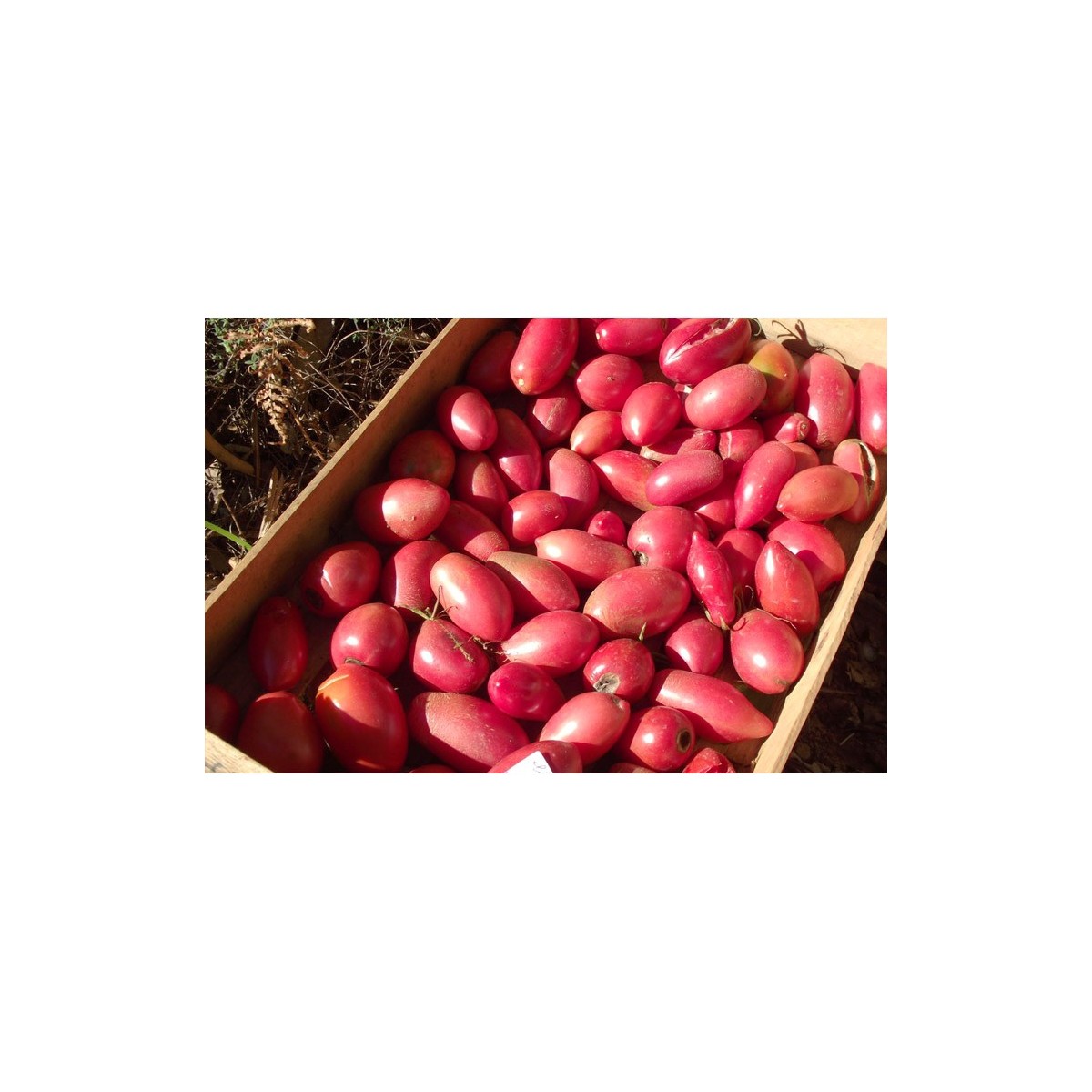 Tomate Olivette Rose