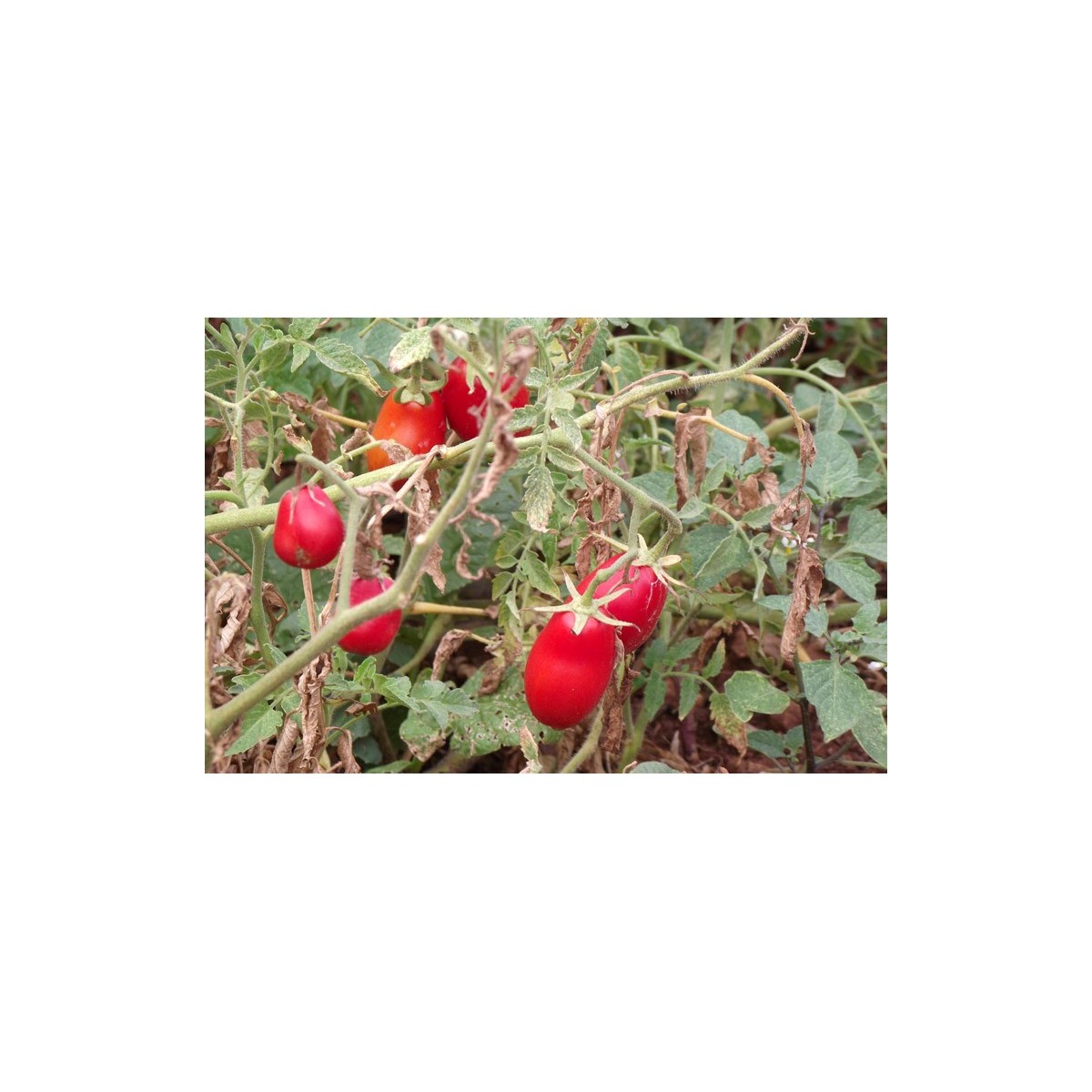 Tomate Olivette Rose semences bio