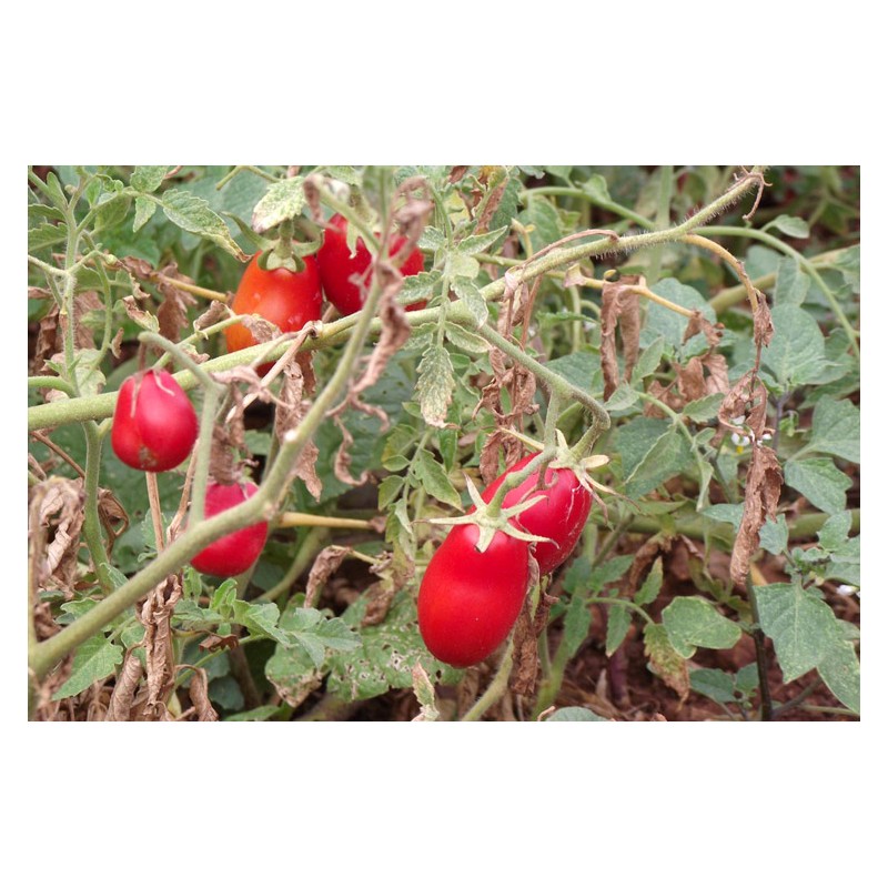 Tomate Olivette Rose semences bio