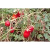 Tomate Olivette Rose semences bio