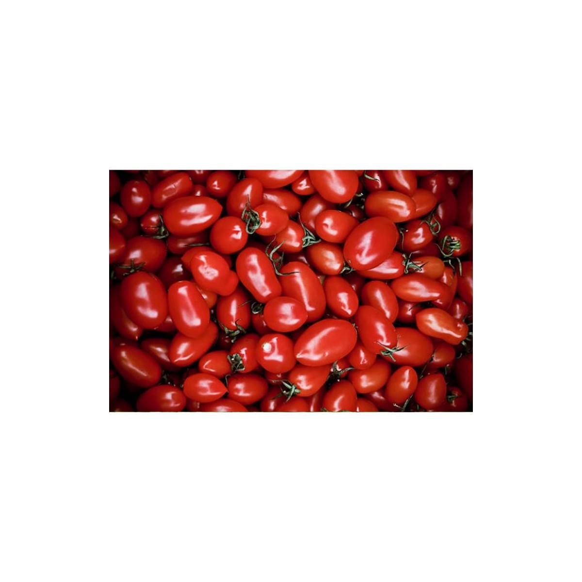 Tomate Olivette Rose semences bio