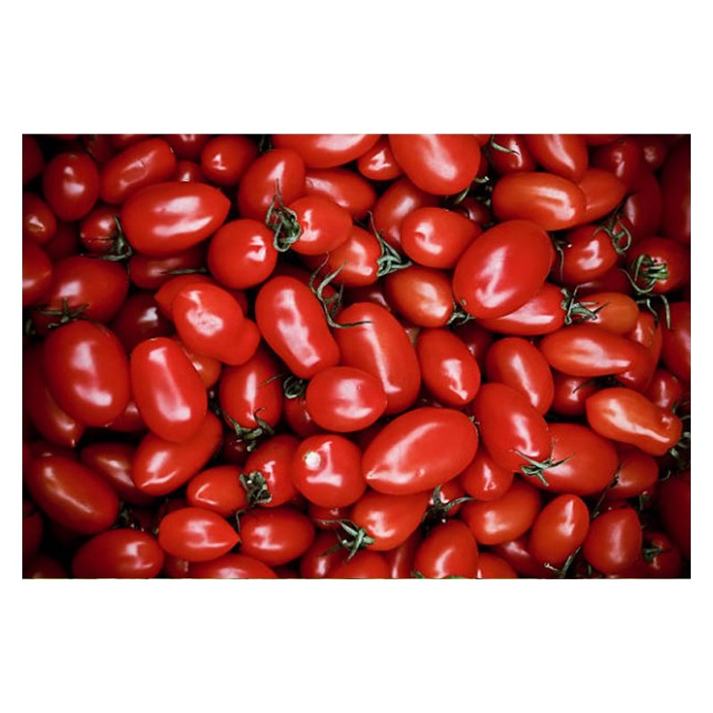 Tomate Olivette Rose semences bio